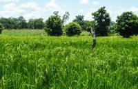 bf-improving-food-security-and-agricultural-productivity-a-priority-for-burkina-faso-feature-780x439-1